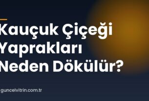 Kauçuk Çiçeği Yaprakları Neden Dökülür?